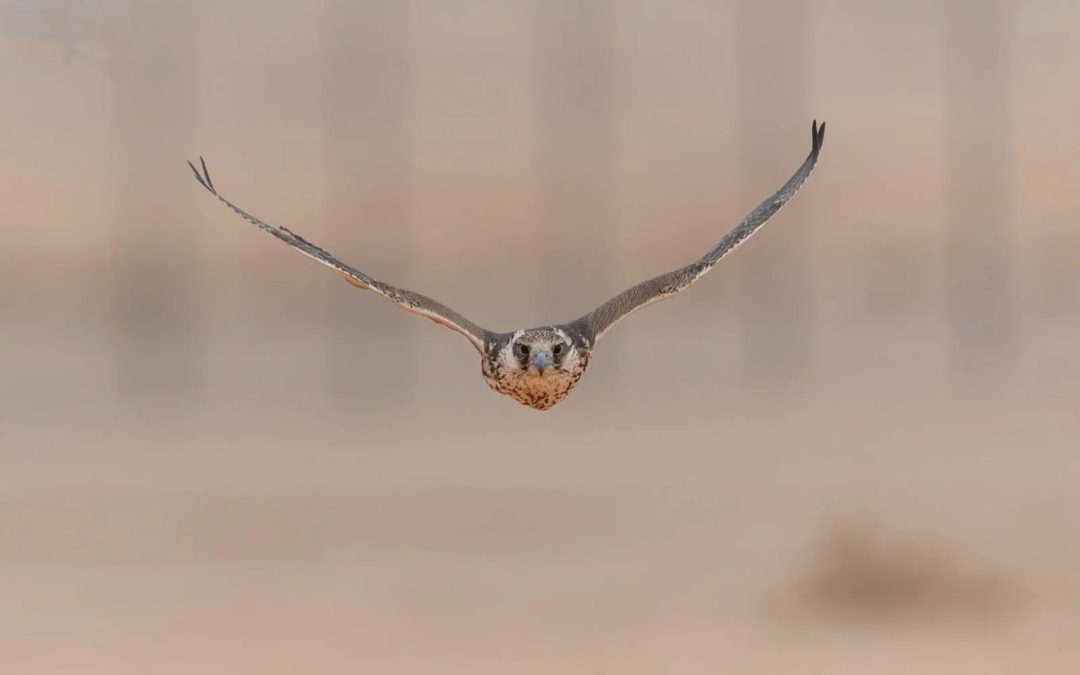 مهرجان الملك عبدالعزيز للصقور 2025 في يومه الثالث يتضمن تنافس315 صقرًا للمُلاك المحليين.