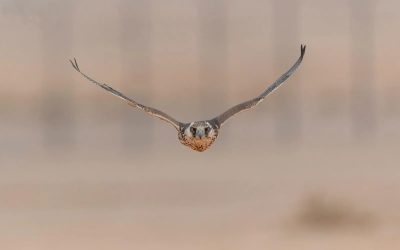 مهرجان الملك عبدالعزيز للصقور 2025 في يومه الثالث يتضمن تنافس315 صقرًا للمُلاك المحليين.