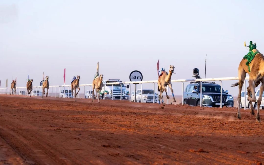 إعلان الفائزين بالمراكز الأولى في جائزة الملك عبدالعزيز لسباقات الهجن بالصياهد لمسافة 8 كيلومترات