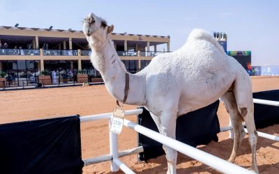 لجنة التحكيم بمهرجان الملك عبدالعزيز للإبل تعلن أسماء الفائزين في شوط سيف الملك “وضح”
