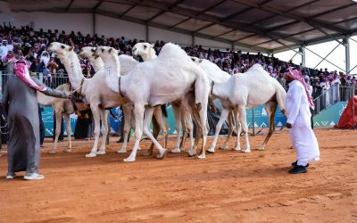 منقيات الوضح تحطم أعلى قيمة سوقية للإبل في مهرجان الملك عبدالعزيز