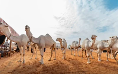 مهرجان الملك عبدالعزيز للإبل يختتم نسخته العاشرة بنجاح لافت وأرقام قياسية