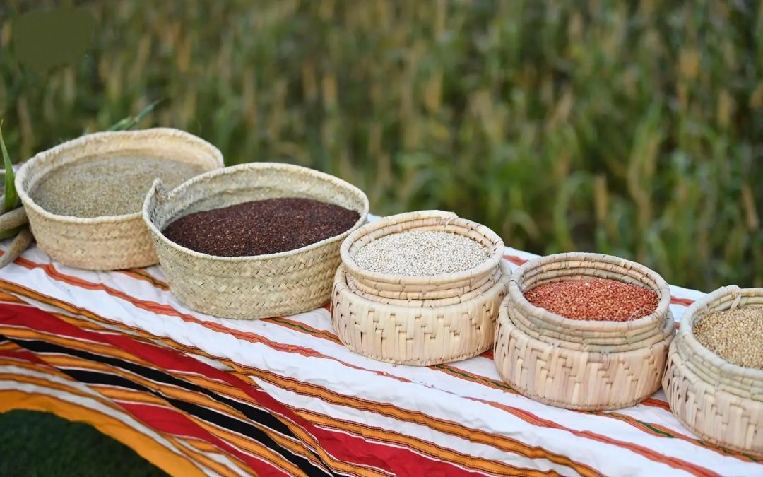 مهرجان الدخن في بارق ينطلق غدًا بفعاليات تعزز الاستثمار في المحاصيل المحلية