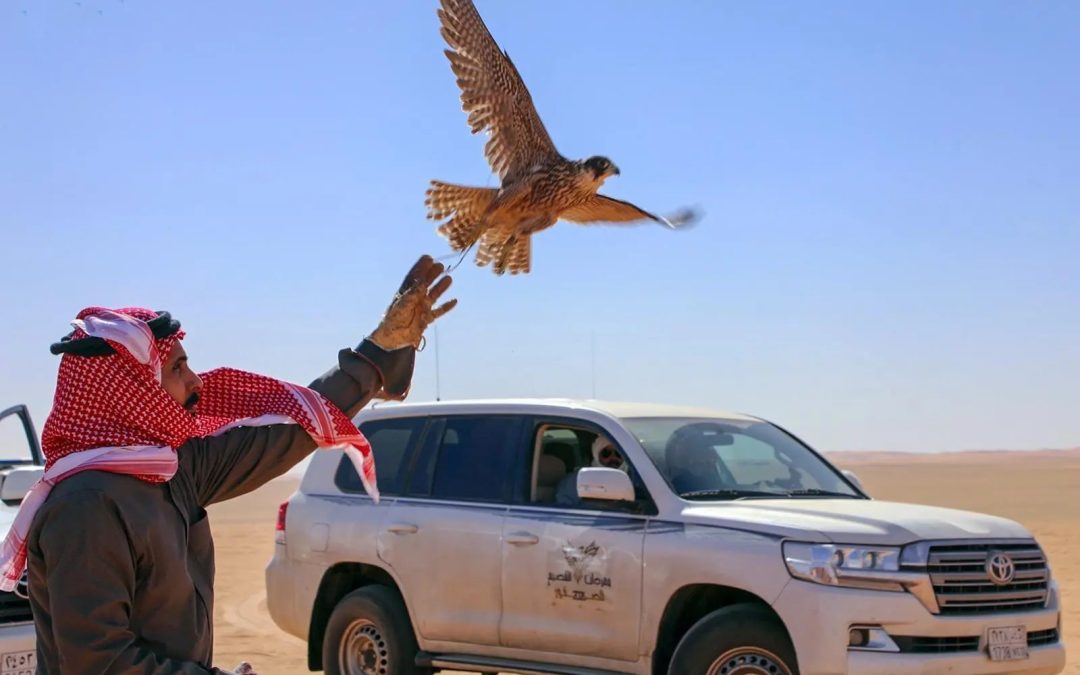 مهرجان الصقور بالقصيم في الأسياح يواصل فعاليات نسخته التاسعة 2026