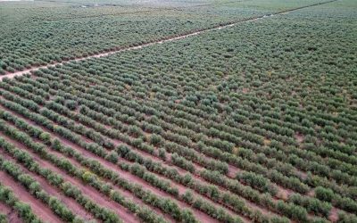 مهرجان الزيتون الدولي بالجوف.. حراك اقتصادي وسياحي وثقافي يعزّز مكانة المنطقة عالميًا