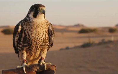 مهرجان ربيع عقلة للصقور 2026 يواصل فعالياته التراثية والترفيهية حتى 2 يونيو