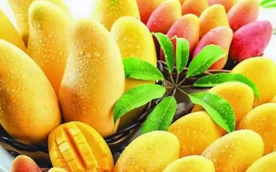 المخواة تستعد لانطلاق مهرجان المانجو الثالث لتعزيز الزراعة والسياحة في الباحة
