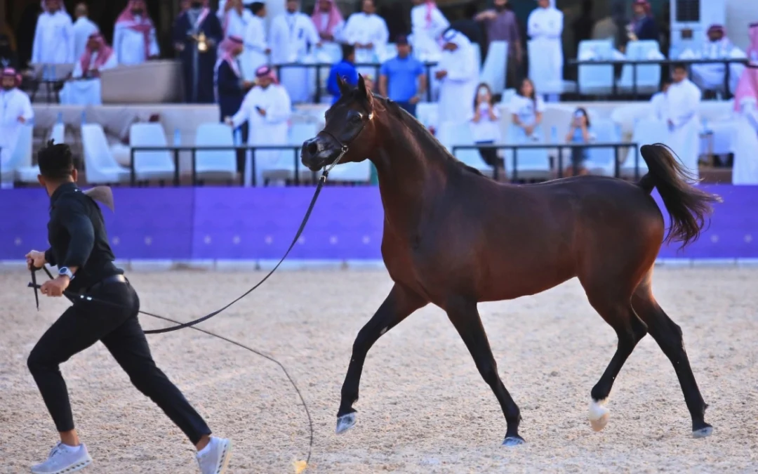 الرياض تحتضن مهرجان بطولة العالم لخيل الجزيرة 2026 بمشاركة أكثر من 300 جواد عربي أصيل
