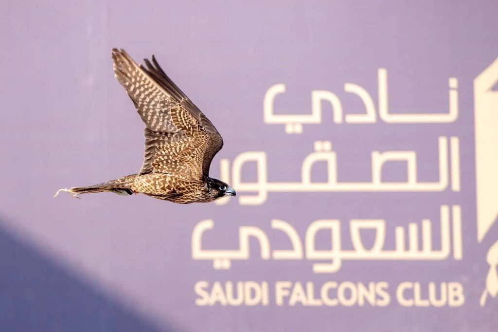 سباق الملواح 2026