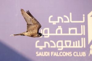 سباق الملواح 2026
