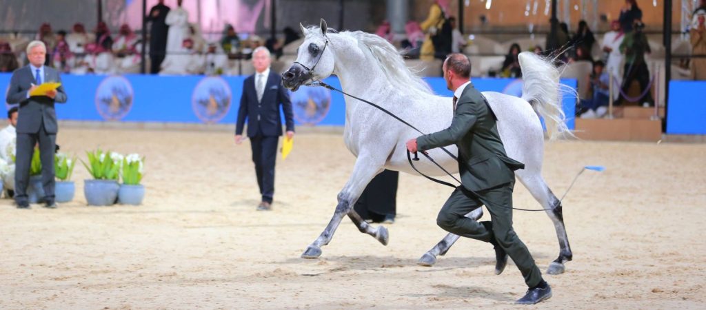 13th National Arabian Horse Beauty Championship: Where Authenticity Meets Beauty