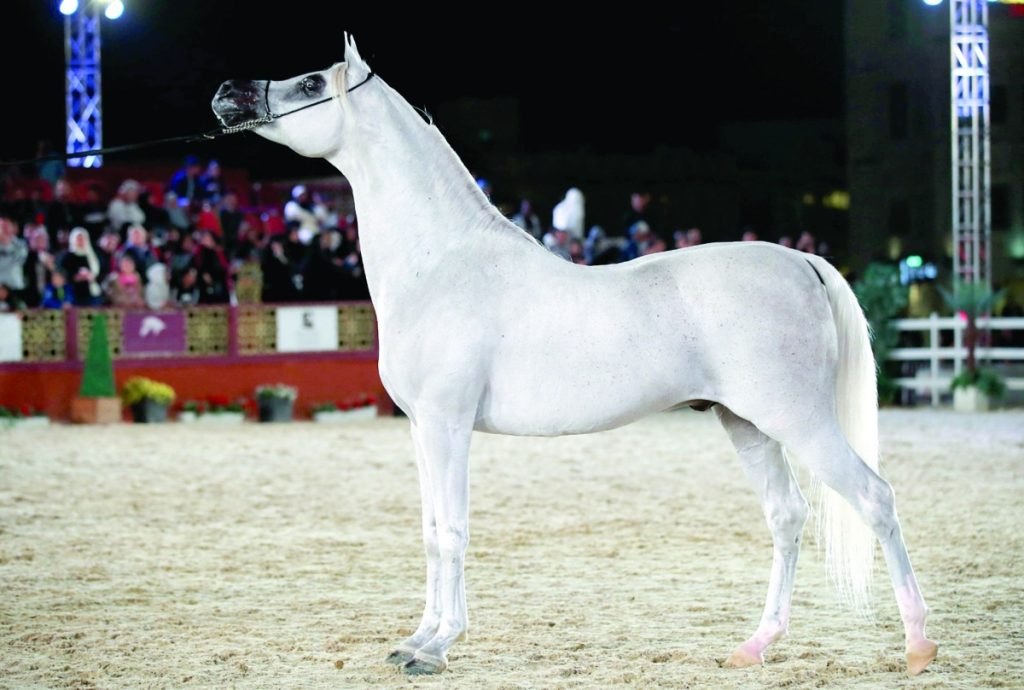 بطولة حائل الدولية لجمال الخيل العربية الأصيلة 2024