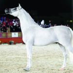 Hail International Arabian Horse Show 2024