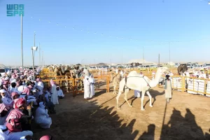 مهرجان مزاد الإبل بنجران 2024: فعالية ثقافية اقتصادية تستقطب الزوار وتنشط التراث الأصيل