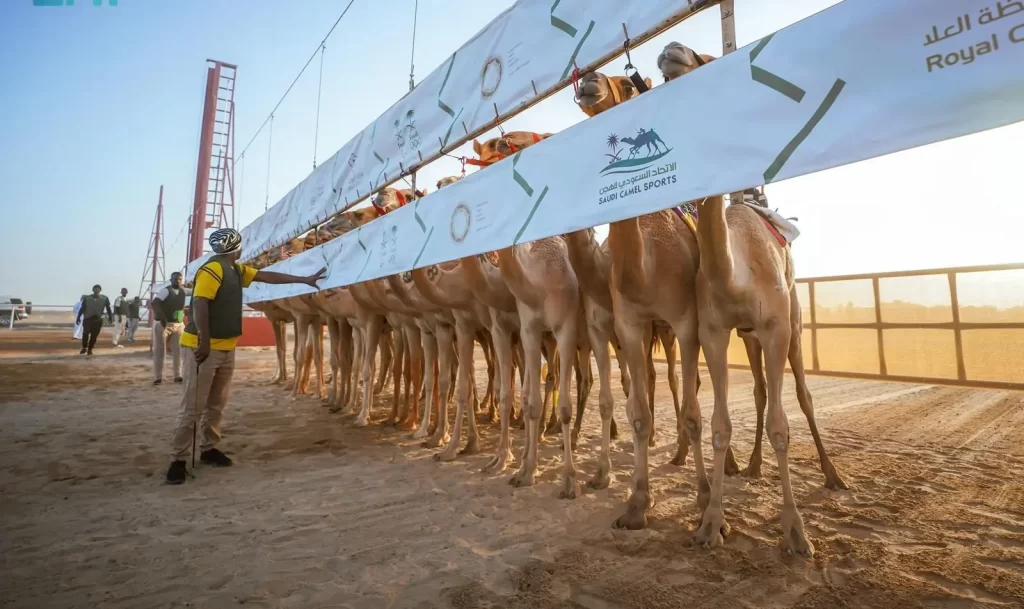Second Round of Camel Races Kicks Off at Najran Track with Strong Turnout and Thrilling Competition