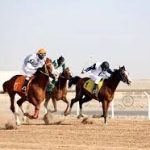 Madinah Horse Racing Season 2024/2025