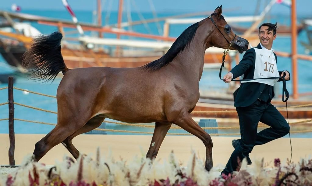 الرياض تحتضن الجولة النهائية من جولات الجياد العربية بجوائز مالية تصل إلى 27.5 مليون ريال