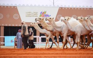 "Shail" camel prices jump 70% at King Abdulaziz Camel Festival as competition drives up heritage value