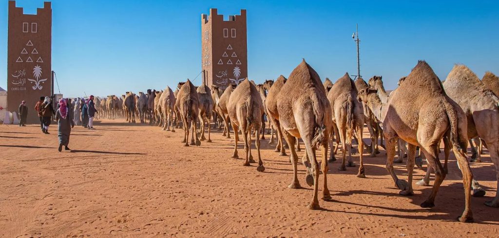 Judges Announce Winners of the Seif Al-Malik 'Shaal' Camel Category at King Abdulaziz Camel Festival 2024