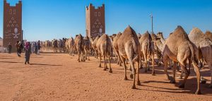 Judges Announce Winners of the Seif Al-Malik 'Shaal' Camel Category at King Abdulaziz Camel Festival 2024