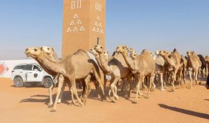 King Abdulaziz Camel Festival: 'Shiqah' and Hybrid Categories Shine in Beauty Pageant Results