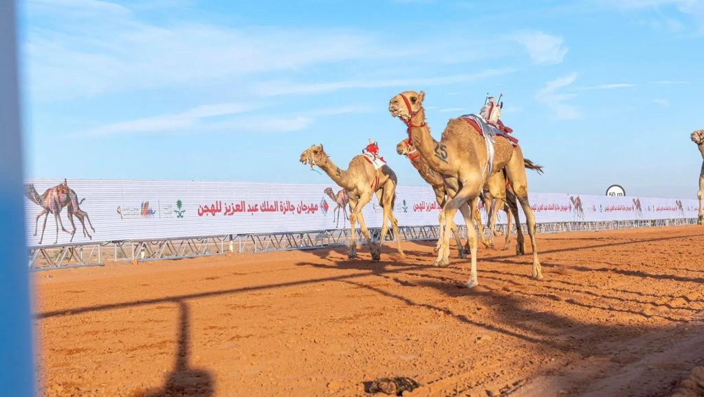 King Abdulaziz Camel Festival 2024: Camel Races Kick Off With Prizes Topping 85 Million Riyals