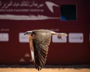 International Falconers Shine on Day Nine of King Abdulaziz Falconry Festival 2024