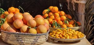 "Citrus Season 2025" Kicks Off in AlUla, Celebrating Sustainable Farming and a Promising Economic Resource