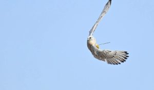Fierce Competition Among Falconers on Day Four of Taif Falcons Cup