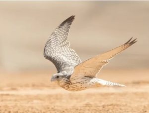 Qassim Gears Up to Launch the Al-Asyah Falcon Festival, a Unique Heritage Experience for Hunting and Tradition Enthusiasts