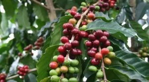 Second Saudi Coffee Festival Launches in Rijal Almaa, Celebrating Saudi Coffee Heritage