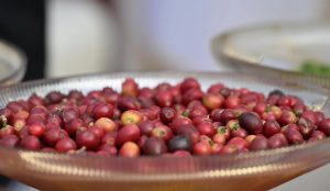 تعاونية البن بجازان تُعزز الشراكة الزراعية وتنقل خبراتها لمزارعي عسير والباحة ونجران