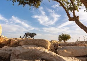 Riyadh Art and the Italian Embassy Announce Completion of Davide Rivalta Sculpture Installation in Riyadh