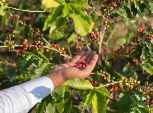 Second Saudi Coffee Festival to Launch in Rijal Almaa Next Friday