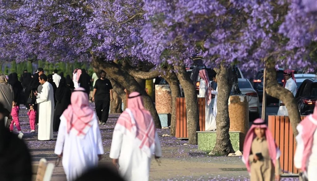 الجاكرندا تزين أبها بألوانها البنفسجية.. ربيع عسير يتحول إلى لوحة طبيعية جاذبة للسياحة
