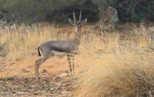 Farasan Islands: A Saudi Nature Reserve Teeming with Biodiversity, Shaping the Future of Sustainable Tourism
