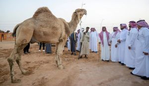 وكيل إمارة الجوف يزور مزاد الإبل بدومة الجندل ويشيد بالتنظيم وتكامل الجهود لإبراز الموروث الثقافي