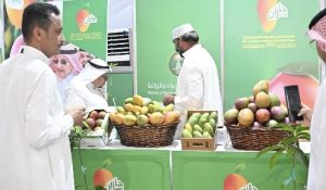 Sabya Mango Festival Wraps Up With 100,000 Visitors and SR5 Million in Sales