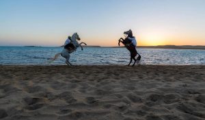 Habban Beach in Al-Wajh: An Open-Air Equestrian Arena Where Heritage Meets the Sea