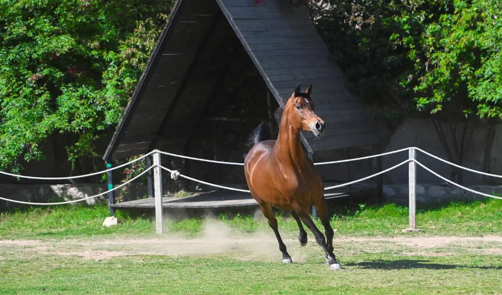 🏇 الخيل العربية الأصيلة.. شغف متجدد بين شباب الطائف وإرث متوارث في جبال الشفا