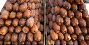 🍯 كرنفال بريدة للتمور يقدّم أكثر من 150 نوعًا نادرًا ويعزز مكانة القصيم الزراعية