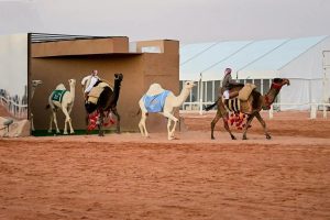 «الطبع».. تناغم لفظي يجسّد استجابة الإبل لمالكها في مهرجان الملك عبدالعزيز للإبل