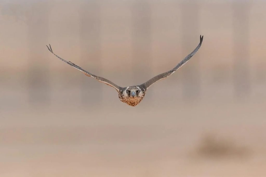 مهرجان الملك عبدالعزيز للصقور 2025 في يومه الثالث يتضمن تنافس315 صقرًا للمُلاك المحليين.