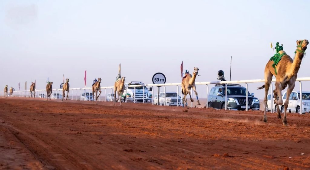 إعلان الفائزين بالمراكز الأولى في جائزة الملك عبدالعزيز لسباقات الهجن بالصياهد لمسافة 8 كيلومترات