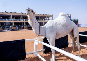 لجنة التحكيم بمهرجان الملك عبدالعزيز للإبل تعلن أسماء الفائزين في شوط سيف الملك “وضح”