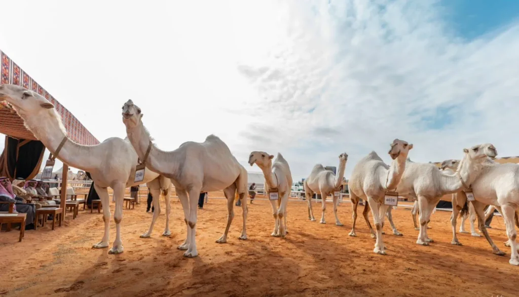 مهرجان الملك عبدالعزيز للإبل يختتم نسخته العاشرة بنجاح لافت وأرقام قياسية