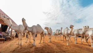 مهرجان الملك عبدالعزيز للإبل يختتم نسخته العاشرة بنجاح لافت وأرقام قياسية
