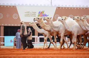 Hail Camel Racing Field
