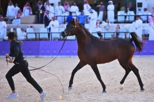 الرياض تحتضن مهرجان بطولة العالم لخيل الجزيرة 2026 بمشاركة أكثر من 300 جواد عربي أصيل