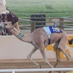Sharara Sets Fastest Time at Crown Prince Camel Festival 2026 as Camel Deals Top SAR 60 Million
